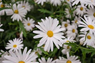 Close-up of white daisy flowers