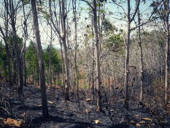 View of trees in forest