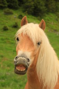 Close-up of a horse on field