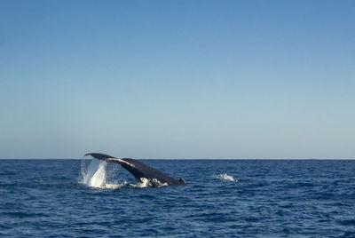 Humpback whale 