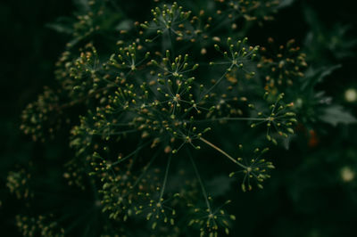 Close-up of flowering plant