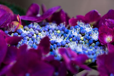 Close-up of purple flowering plant