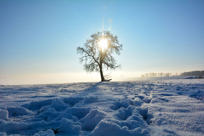 Frozen tree on snow covered field against clear sky