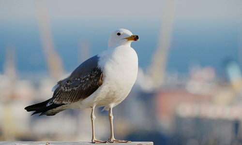 Close-up of seagull perching on railing