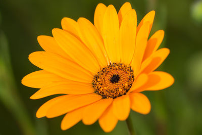 Close-up of yellow flower blooming outdoors