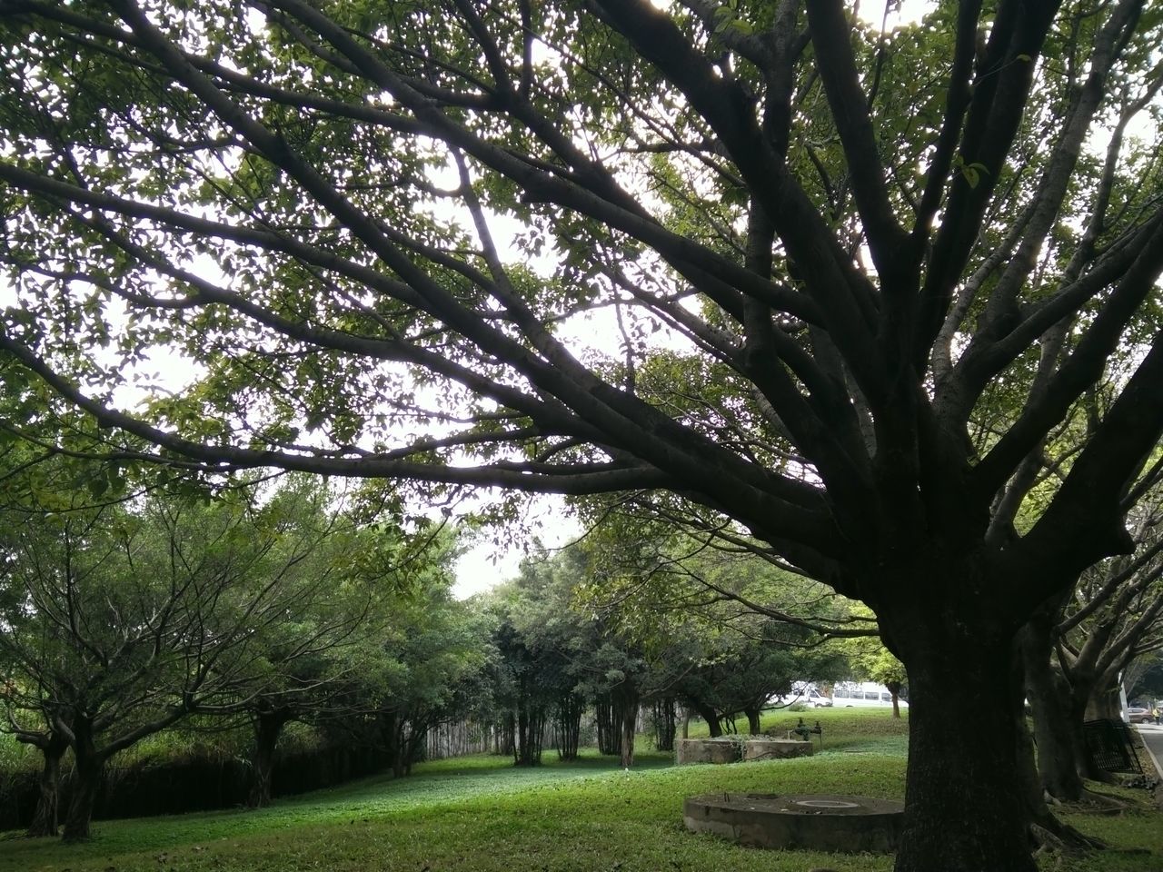 tree, green color, growth, tranquility, tree trunk, branch, tranquil scene, grass, nature, beauty in nature, scenics, park - man made space, landscape, lush foliage, green, field, park, day, outdoors, sky