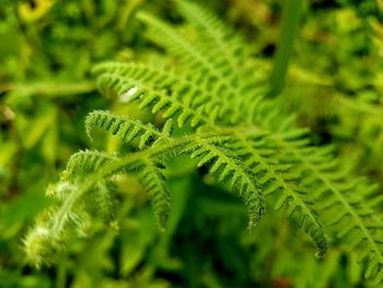 Close-up of fern leaves