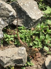 Plants growing on rocks