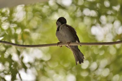 Bird perching on a branch