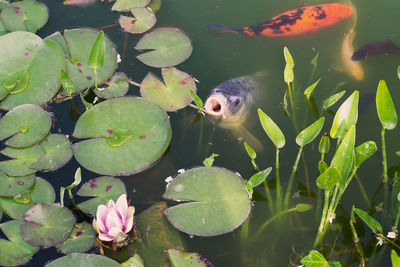 High angle view of koi carps swimming in lake by lilypads