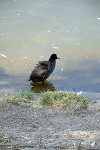 Bird perching on a rock