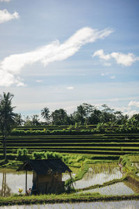 Scenic view of agricultural field against sky