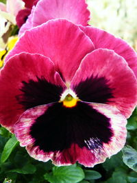 Close-up of pink flower