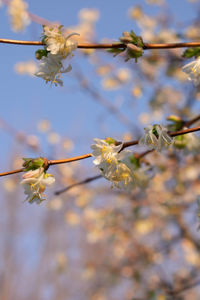Close-up of cherry blossom