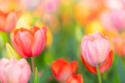 Close-up of pink tulips on field