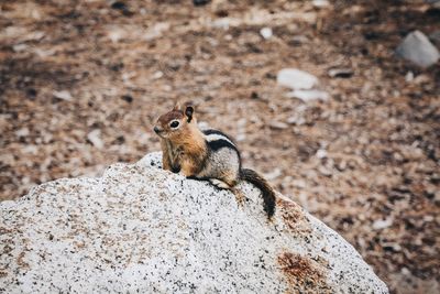 Close-up of lizard on rock