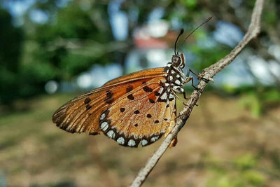 Close-up of butterfly perching on leaf