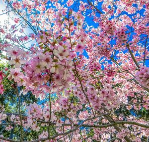 Low angle view of pink flowers on tree