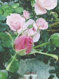 Close-up of pink rose