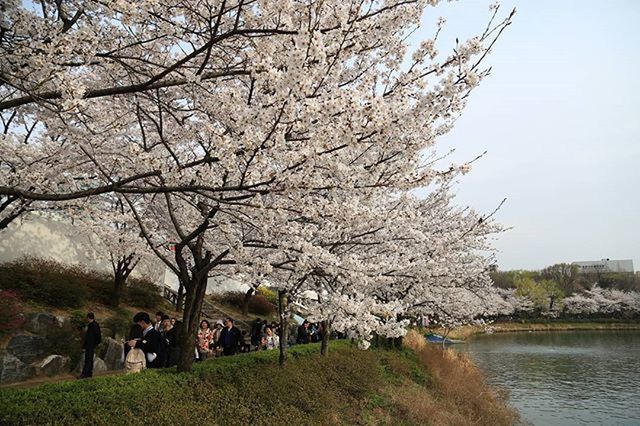 tree, branch, water, nature, bare tree, beauty in nature, tranquility, tranquil scene, growth, scenics, lake, sky, flower, day, park - man made space, cherry blossom, river, outdoors, tree trunk, season