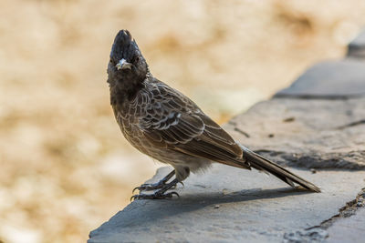 Close-up of bird perching outdoors