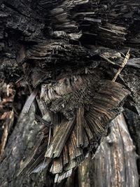 Close-up of dry leaf on tree trunk