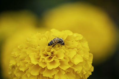 Close-up of insect on yellow flower