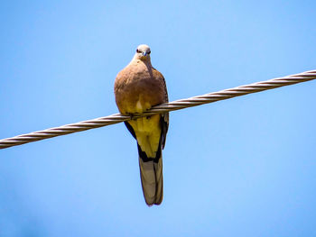Low angle view of bird perching on electric cable against clear sky
