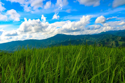 Scenic view of landscape against sky