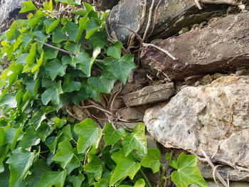 Close-up of ivy growing on rock