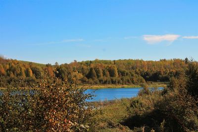 Scenic view of trees against clear blue sky