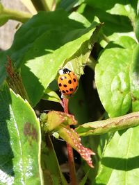 Close-up of ladybug on leaf