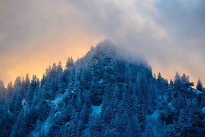 Pine trees on snow covered land against sky