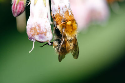 Close-up of bee pollinating on flower