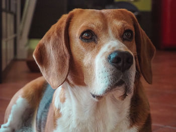 Close-up portrait of dog at home