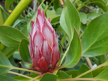 Close-up of red leaves on plant