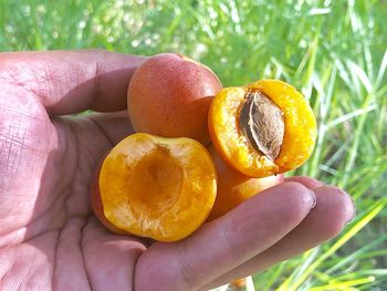 Close-up of hand holding orange