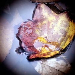 Close-up of leaf in water