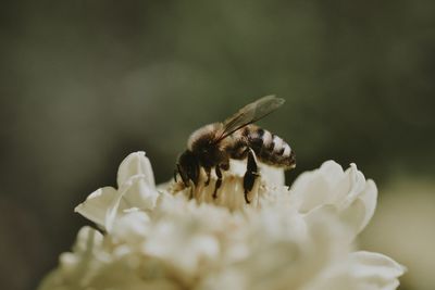 Close-up of bee pollinating on flower