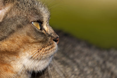 Close-up of a cat looking away