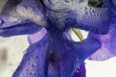 Close-up of wet purple flower
