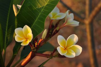 Close-up of frangipani blooming outdoors