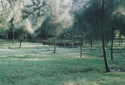 Scenic view of landscape