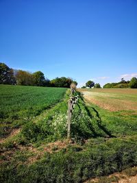 Scenic view of agricultural field against clear blue sky
