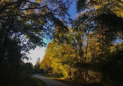 Road amidst trees in forest during autumn