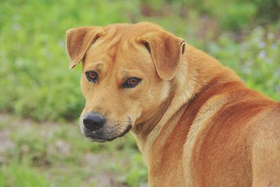 Close-up of dog