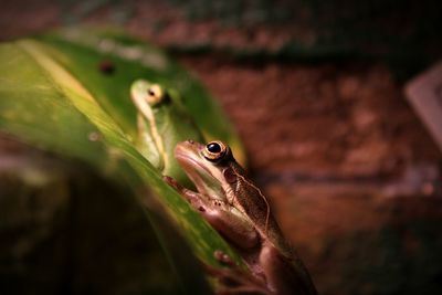 Close-up of frog on leaf