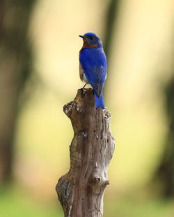 Close-up of blue bird perching on wooden post