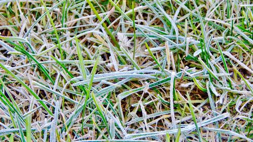 Close-up of plants on field