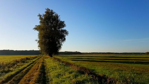 Trees on field against sky during sunset